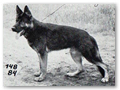 Pitzo vom Wolkenstein